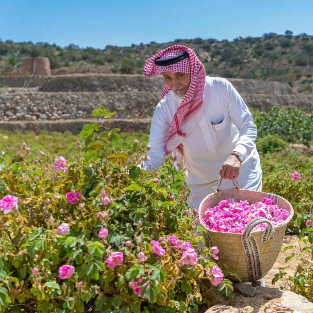 rose farm taif